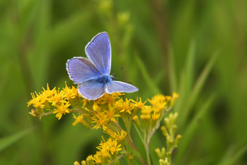 Blue small butterfly