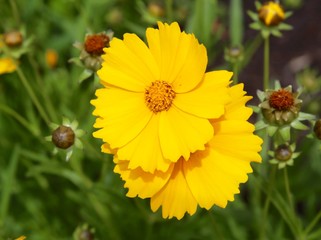 The bright yellow flowers in the garden on a close up view.