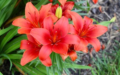 The red day lilies on a close up view.