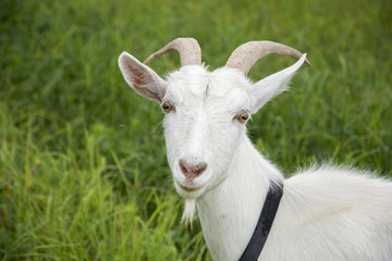 Goat grazing in a meadow. Close-up.