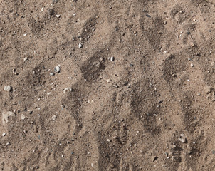 Sandy background close-up