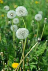 Fluffy dandelion in the wind