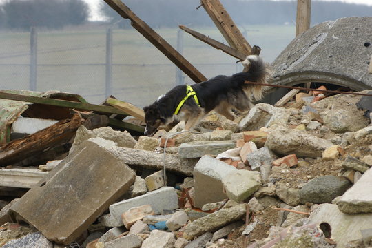 search and rescue dog at tower block collapse disaster zone