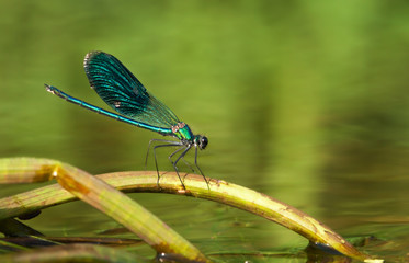 Dragonfly sitting on a water stick 5
