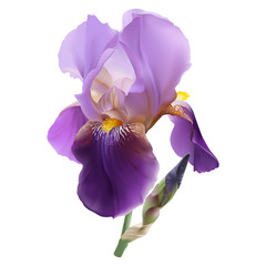 Iris flower.
Hand drawn vector illustration in realistic style, on transparent background. - 162057056