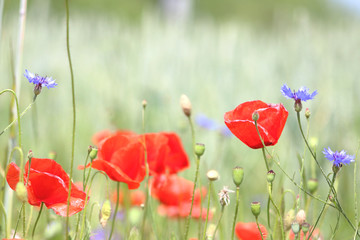 Cornflowers surrounded by poppies