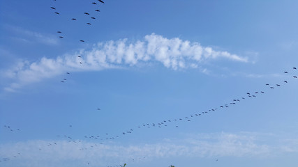  Large swarm of birds