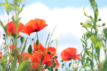Poppies on clouds background