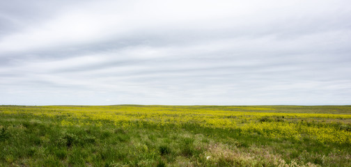Yellow Sweet Clover Flowers (Melilotus officinalis) in Bloom on the Pawnee National Grasslands in Colorado