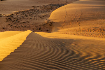 Fototapeta na wymiar Yellow sandy wavy dunes texture