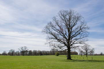 Obraz na płótnie Canvas Tree on Sunny Winter Day