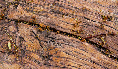 old board under the linden tree