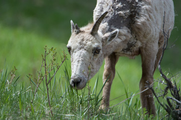 Sickly Bighorn Sheep in Yellowstone National Park
