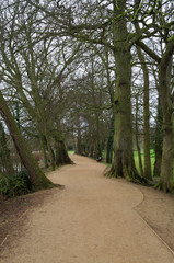 Tree-lined Woodland Walk