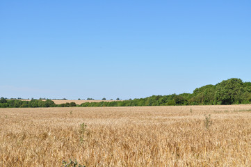 Wheat Field