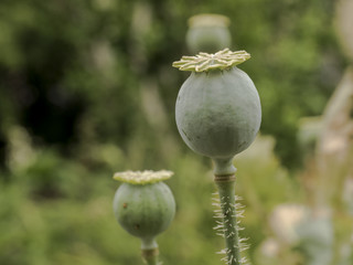 Naklejka premium Mohn