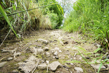 Notstand am Wiesenbach: ausgetrockneter Vlattener Bach in der Voreifel nach Schönwetterperiode im...