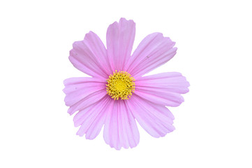 Single pink cosmos bipinnatus flower isolated on a white background