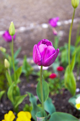 Close up of Purple Tulip