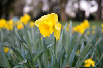 Daffodil