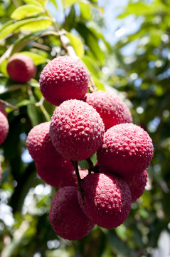 レイシ（ライチ）の実