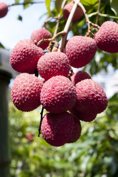 レイシ（ライチ）の実