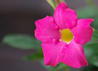 Pinke Blüte, Dipladenia