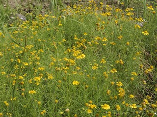 ダールベルグデージー