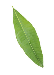 Obraz premium green leaf