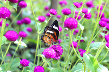The beautiful flying orange and red butterfly in meadow park, Leopard Lacewing butterfly on purple amaranth flower, close up of black dotted insect on green leaf black rock garden background