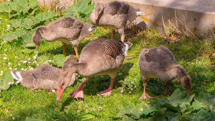 Hungrige Gänse auf Nahrungssuche im Park