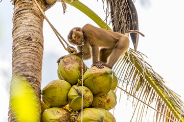 Kokosnussernte auf samui