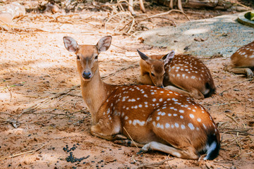 Deer