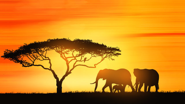 Fototapeta Savanna elephants at sunset