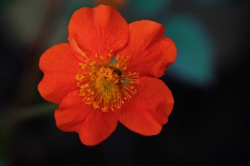 Beautiful orange flower in summer Park 