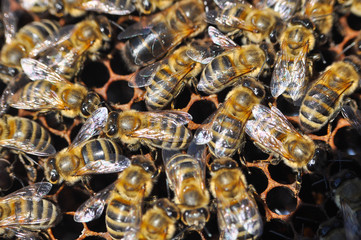 Honey bees in a beehive on honeycomb. Close up of honey bee in honeycomb. Swarm of bee worker in a beehive