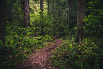 Obraz premium Bujny leśny szlak.