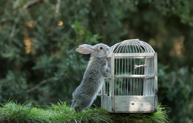 Fototapeta premium Little hare on the lawn, a rabbit in a cage