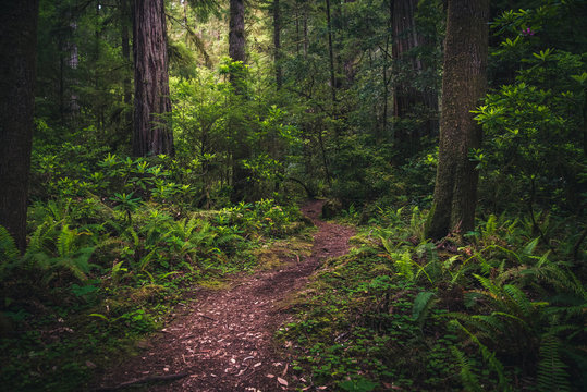 Fototapeta Lush forest trail.