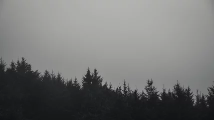Zelfklevend Fotobehang Black and white forest in fog. © RyanTangPhoto