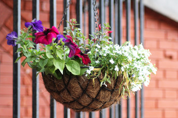 Wooden shed surrounded by colorful potted plants and shrubs.