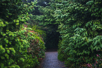Hiking path leading to a forest.