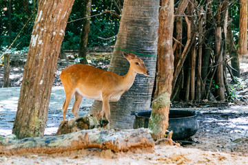 Deer