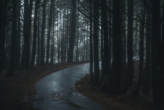 Fototapeta Misty forest road.