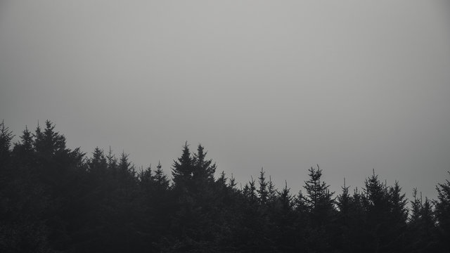 Fototapeta Black and white forest in fog.