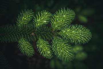 Young pine needles after the rain.