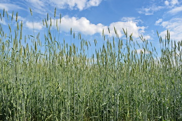 green dense ears of wheat on blue sky background with white clouds