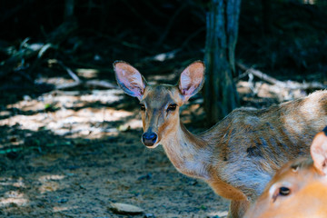 Deer