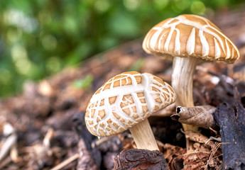 Mushrooms in the forest