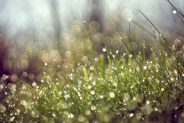 Grass with water drops